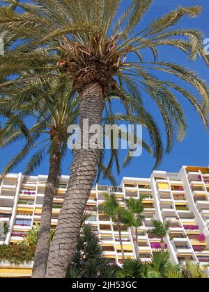 Palmen vor dem Hotel Aquamarina, Ferienort Anfi del Mar, Arguineguin, Kanarische Inseln, Spanien, Europa Stockfoto