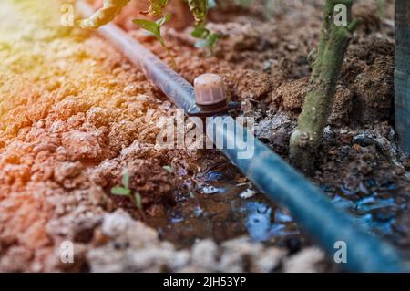 Grüne Sämlinge, die im Tropfsystem wachsen. Sprinkleranlagen, Tropfbewässerung. Wasser sparendes Tropfbewässerungssystem, das in einem ökologischen Landbau verwendet wird Stockfoto