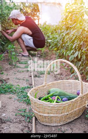 Gemüsehändler auf einem Bio-Bauernhof frisch gepflückte Produkte in einen Korb legen. Selbstnachhaltiger junger Landwirt, der eine Vielzahl von frischem Gemüse sammelt Stockfoto