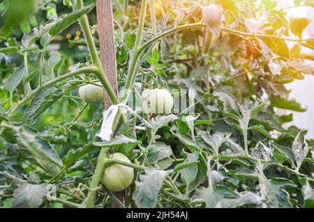 Container Gemüseanbau. Gemüsegarten auf der Terrasse. Tomaten wachsen im Behälter. Unreife grüne Tomaten wachsen auf dem Gartenbett Stockfoto