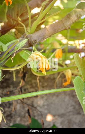 Kürbis junge Blüten von Creepers auf dem Hintergrund von grünen Blättern in einer hellen Atmosphäre. Blumen von Zucchini zum Kochen von köstlichen Gerichten Stockfoto