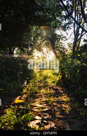 Szenische Low-Angle-Ansicht der Frühlingsblumen im Hinterhof Garten mit hinterleuchteten Sonnenleuchten Hintergrund. Gartenbewässerung Landschaftsgestaltung Konzept Stockfoto