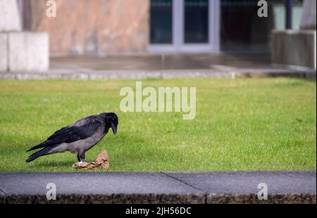 ARAON Crow öffnet seinen Take Away Bag auf dem Rasen am Donegall Kai am Fluss Lagan, Belfast Stockfoto