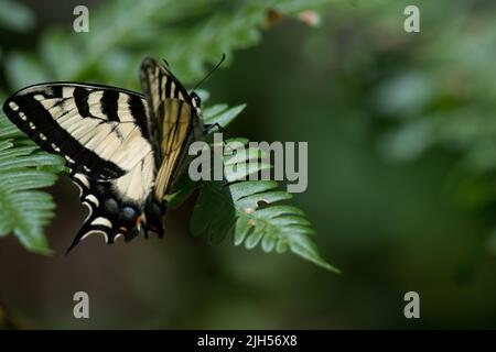 Der Schwalbenschwanz des östlichen Tigers thront auf einem grünen Blatt Stockfoto