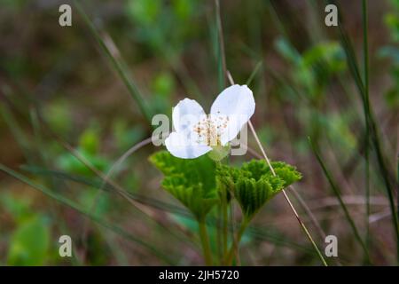 Nahaufnahme der weißen Nebelbeerblüte (Rubus chamaemorus) auf einem Sumpfgebiet in Finnland Stockfoto