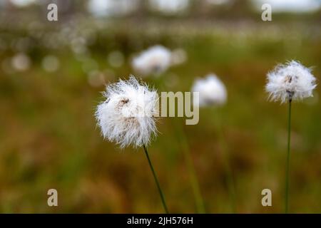 Eriophorum (Baumwollgras oder Baumwollsedge) Nahaufnahme des Sumpfes in Finnland. Stockfoto
