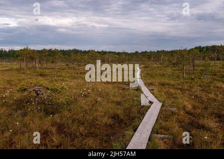 Linnaistensuo, das Sumpfgebiet in Lahti, Finnland, an einem Sommermorgen mit hölzernen Duckboard-Pfaden Stockfoto