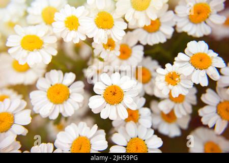 Feld der Kamillen an sonnigen Sommertagen in der Natur. Schöne Komposition aus weißen Gänseblümchen. Natürlicher Blumenhintergrund, Nahaufnahme, weicher, selektiver Fokus Stockfoto
