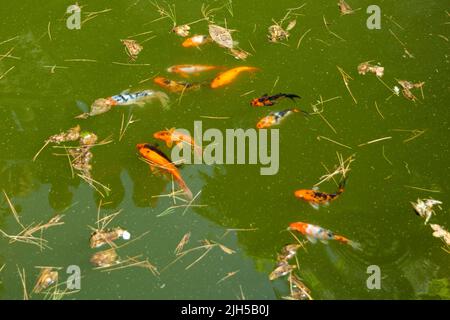 Eine Herde japanischer roter Karpfen im Teich. Fisch für die Innendekoration Stockfoto