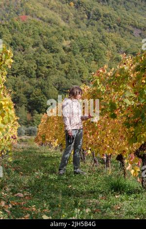 Frau zwischen einer Reihe von Weinreben im Herbst, Provinz Imperia, Italien Stockfoto