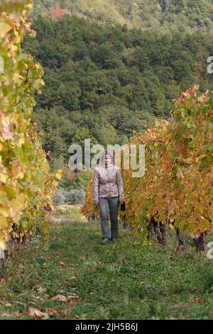 Frau zwischen einer Reihe von Weinreben im Herbst, Provinz Imperia, Italien Stockfoto