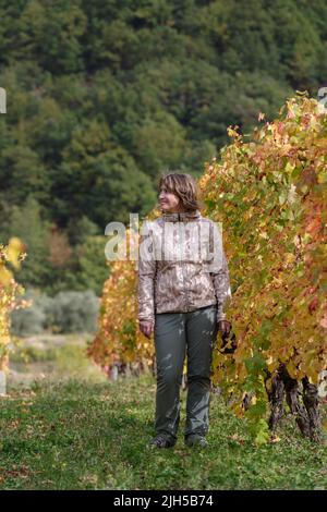 Frau zwischen einer Reihe von Weinreben im Herbst, Provinz Imperia, Italien Stockfoto