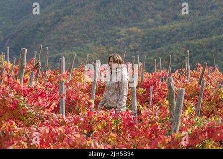 Frau zwischen einer Reihe von Weinreben im Herbst, Provinz Imperia, Italien Stockfoto