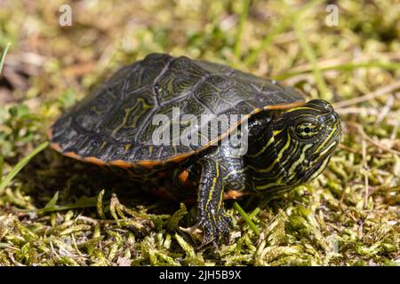 Juvenile Rotbauchensaue - Pseudemys rubriventris Stockfoto