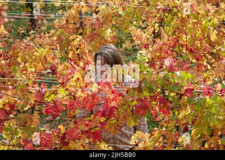Frau zwischen einer Reihe von Weinreben im Herbst, Provinz Imperia, Italien Stockfoto