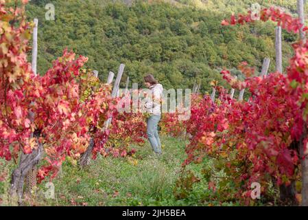 Frau zwischen einer Reihe von Weinreben im Herbst, Provinz Imperia, Italien Stockfoto
