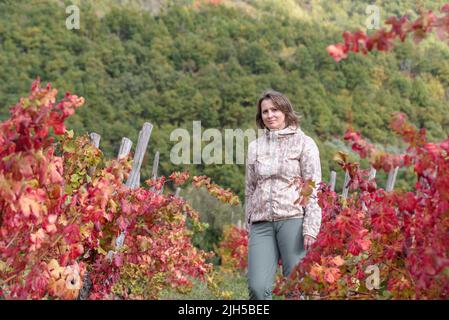 Frau zwischen einer Reihe von Weinreben im Herbst, Provinz Imperia, Italien Stockfoto