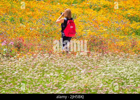 London, Großbritannien. 15.. Juli 2022. Die Menschen bewundern die bunten Blumen im Tower of London Superbloom. Der Graben des Londoner Wahrzeichen wurde mit 15 verschiedenen Samenmischungen gepflanzt, füllt ihn nun mit tausenden von wunderschönen Wildblumen und schafft mitten in der Hauptstadt ein lebendiges Kunstwerk aus biologischem Anbau. Touristen und Besucher können rund um den Graben und Turm wandern, um etwas Erleichterung von der aktuellen Hitzewelle zu finden. Kredit: Imageplotter/Alamy Live Nachrichten Stockfoto