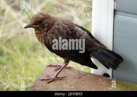 Porträt einer jungen Amsel. Sie steht auf einem Stein ganz in der Nähe des Fotografen. Sie vertraut der Situation. Stockfoto