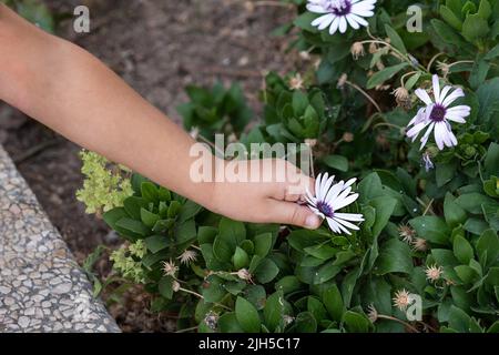 Nahaufnahme der Hand von Kindern, die Blumen aus der Pflanze pflückt. Stockfoto