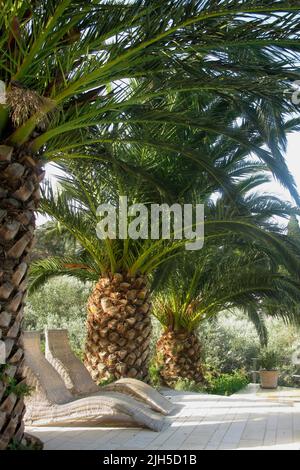 Liegestühle unter Palmen - Griechenland / Sonnenbetten unter Palmen - Griechenland / Stockfoto