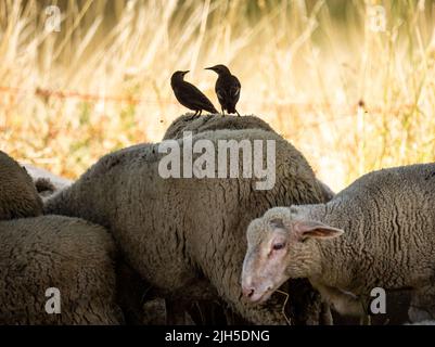 15. Juli 2022, Hessen, Frankfurt/Main: Zwei Stare sitzen in der Mittagshitze in Bergen Township auf dem Rücken eines im Schatten stehenden Schafes mit ihrer Herde. Foto: Frank Rumpenhorst/dpa Stockfoto