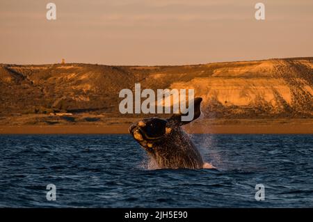 Südlicher rechter Walsprung, Halbinsel Valdes, UNESCO-Weltkulturerbe, Patagonien, Argentinien. Stockfoto