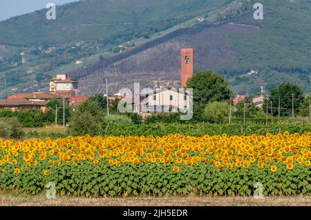 Schöne Sonnenblumen mit dem Dorf Bientina im Hintergrund, Pisa, Toskana, Italien Stockfoto