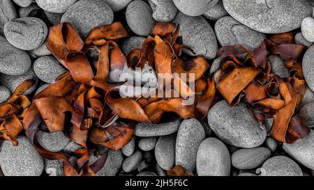 Von oben nach unten Blick auf die Algen, die an einem felsigen Strand trockneten Stockfoto