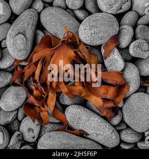 Von oben nach unten Blick auf die Algen, die an einem felsigen Strand trockneten Stockfoto