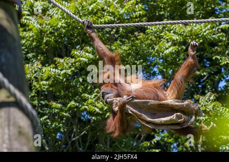 Ein gefangener Orang-Utan, der im Zoo von Jersey an einem Seil mit einem hessischen Sack klettert. Stockfoto