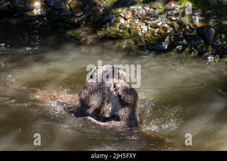 Zwei asiatische Fischotter mit kleinen Krallen, Lutra Lutra schwimmen und kämpfen auf einem Flussufer mit klarem Wasser auf den Britischen Inseln. Stockfoto