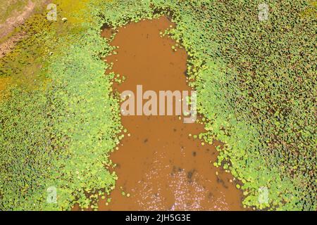 Die Oberfläche eines Sees oder Sumpfes mit Wasservegetation in Sri Lanka. Stockfoto