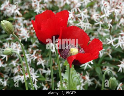 A bee is investigating a Papaver somniferum or Opium poppy flower. This red flower has a yellow heart and black stamens. In the background are blurred Stockfoto