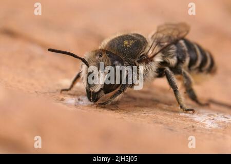 Detaillierte Nahaufnahme einer weiblichen silbernen Biene, Megachile Leachella auf einem getrockneten Blatt Stockfoto