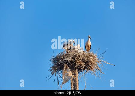 Störche und Sperlinge in der Nestlandschaft des Storchs Stockfoto