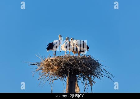 Störche und Sperlinge in der Nestlandschaft des Storchs Stockfoto