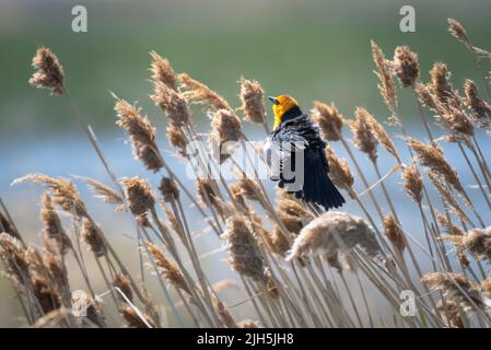 Gelbkopf-Amsel, Xanthocephalus xanthocephalus, streckt seine Flügel und Federn in der frühen Morgensonne in einigen Schilf auf einem Feld thront. Stockfoto