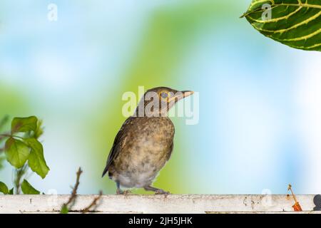 Ein kleiner Vogel, Spectacled Thrush, Turdus nudigenis, thront auf einem weißen Zaun mit hellem Hintergrund. Stockfoto