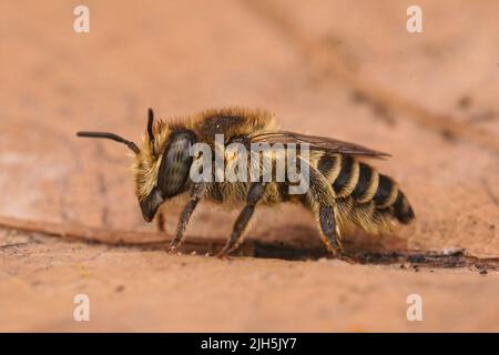 Detaillierte Nahaufnahme einer weiblichen silbernen Biene, Megachile Leachella auf einem getrockneten Blatt Stockfoto