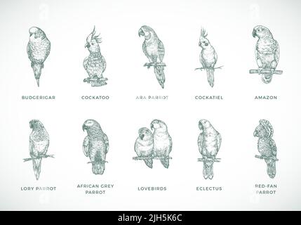 Handgezeichneter Vektor Papageien Arten Illustrationen Set. Sammlung von Vogel Rassen Skizze Silhouetten isoliert Stock Vektor