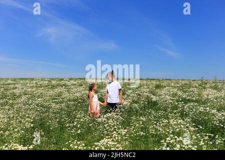 Zwei Kinder auf einem Kamillenfeld fliegen einen Drachen in den Himmel. Kinder spielen im Sommer gegen den blauen Himmel auf dem Feld Stockfoto