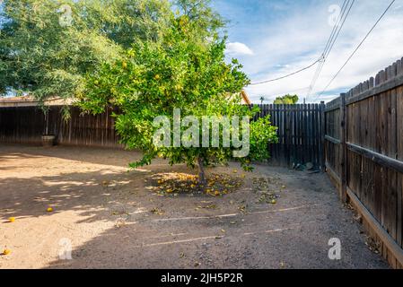 Wartungsarmer Hinterhof in Tucson Arizona mit Zitronenbaum Stockfoto