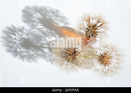 Drei Ziegenbärte Pappuskugeln in Glastopf und brauner Flasche Stockfoto