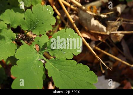 Chelidonium majus, Tau auf den Blättern, Herbst Stockfoto