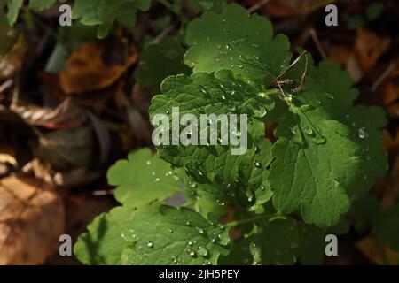 Chelidonium majus, Tau auf den Blättern, Herbst Stockfoto