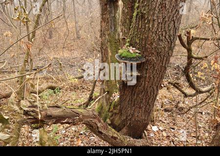 Pilz im Herbstwald Stockfoto