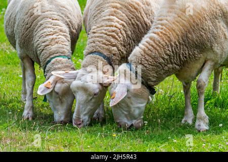 Drei getaggte weiße Milchschafe grasen auf Wiese / Feld / Grasland auf dem Bauernhof Stockfoto
