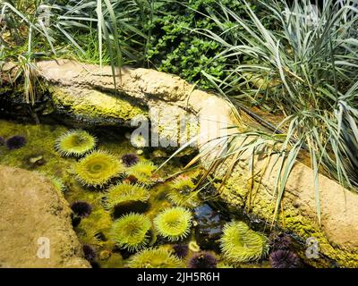 Seeanemone und Seeigel unter Felsformationen im Steinhart Aquarium, California Academy of Sciences, San Francisco Stockfoto