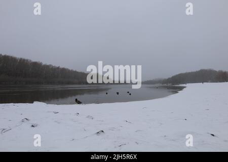 Wilde Enten am Strand im Winter, Winterfluss Stockfoto